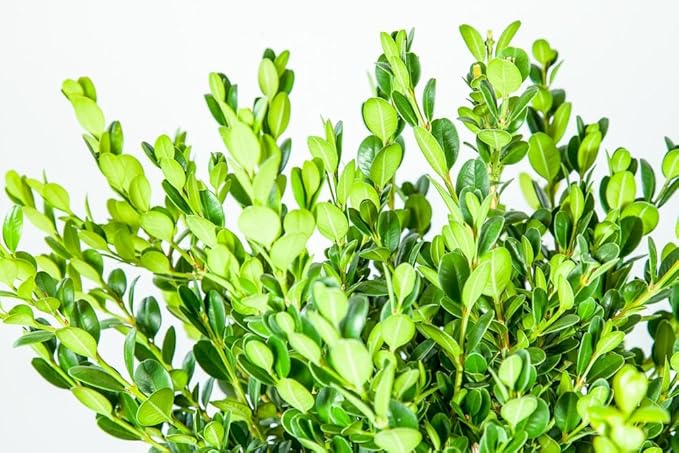 Perfect Plants Wintergreen Boxwood Live Plant, 3 gallon, Includes Care Guide