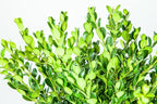 Perfect Plants wintergreen bush boxwood, 1 gallon, Includes Plant Food