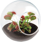 Unique Gardener Tiny Terrarium Plant Seeds 2 Variety Pack, DIY Indoor Succulents and Live Plants for Home or Garden Planting, 2 Eack of Assorted Carnivorous Pack