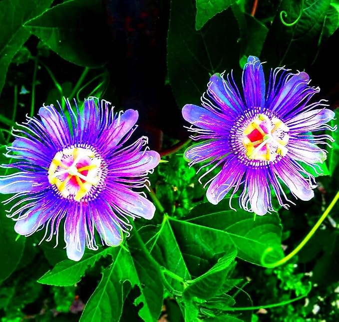 Rare Passiflora Passion Flower Mix (50 Seeds) - Stunning Colors, Home Gardens Outdoor Container, purple