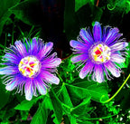 Rare Passiflora Passion Flower Mix (50 Seeds) - Stunning Colors, Home Gardens Outdoor Container, purple