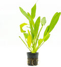 SubstrateSource Echinodorus Red Devil Sword Live Plant for Freshwater Aquariums, Natural Fish Tank Decorations, and Aquatic Decor (1 Pot (2-3 Plants))