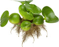 Chalily Water Hyacinth Floating Pond Plants Live Aquatic Plant Great for Koi Ponds Flowering and Fast Growing Hyacinths Cannot Ship to Some States (3)