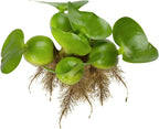 Chalily Water Hyacinth Floating Pond Plants Live Aquatic Plant Great for Koi Ponds Flowering and Fast Growing Hyacinths Cannot Ship to Some States (3)