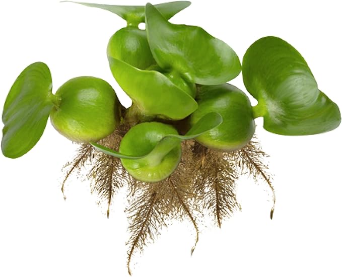 Chalily Water Hyacinth Floating Pond Plants Live Aquatic Plant Great for Koi Ponds Flowering and Fast Growing Hyacinths Cannot Ship to Some States (3)