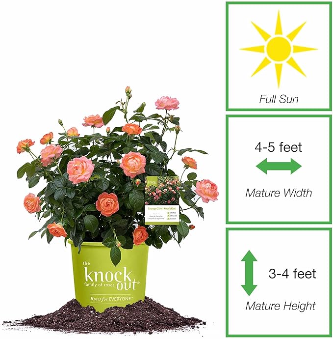 Perfect Plants Orange Glow Knock Out® Rose Bush 3 Gallon | Live Roses | Flowering Shrub