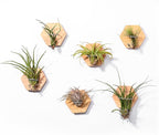 MITIME Air Plants Holders-Real Wood Live Air Plant Holders.Rustic Air Plant Stand,Wall-mounted to save space.(Plants not included)( Hexagonal Set of 6