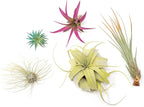 5 Assorted Colorful Air Plants Variety Pack - Vibrant Color Enhanced Tillandsias - Live Tillandsia Succulent House Plants - Wholesale and Bulk - Home and Garden Decor - Easy Care Indoor/Outdoor Plant