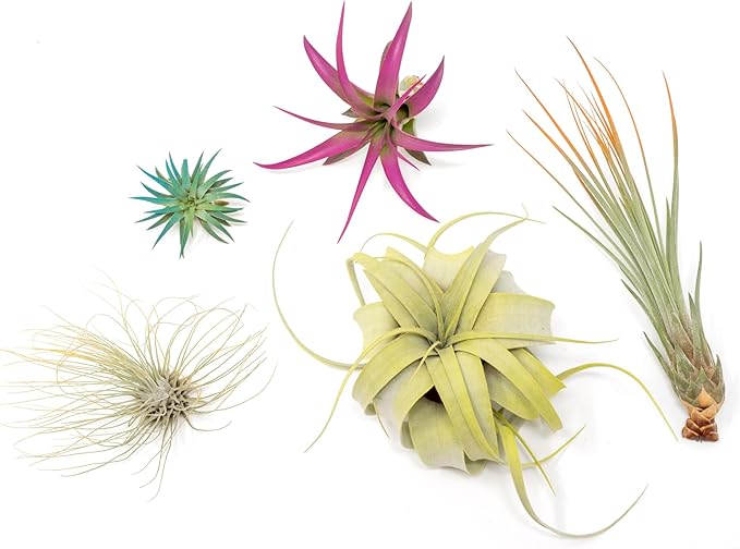 5 Assorted Colorful Air Plants Variety Pack - Vibrant Color Enhanced Tillandsias - Live Tillandsia Succulent House Plants - Wholesale and Bulk - Home and Garden Decor - Easy Care Indoor/Outdoor Plant