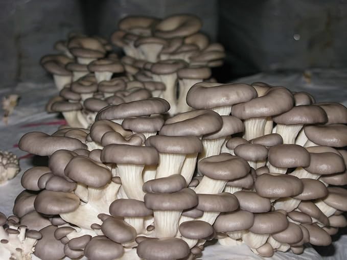 Oyster Mushrooms Spores Non GMO Heirloom 100 Seeds