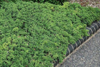 RedCrocus Greenmound Juniper – Evergreen Ground Cover, Drought Tolerant, Pet Safe, Suitable for Containers & Landscaping, Zone 5-9 3 Gallon