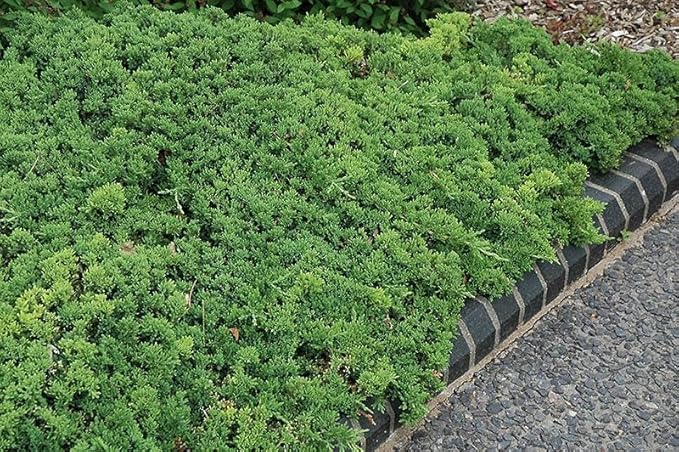 RedCrocus Greenmound Juniper – Evergreen Ground Cover, Drought Tolerant, Pet Safe, Suitable for Containers & Landscaping, Zone 5-9 3 Gallon