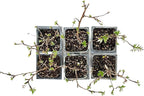 4 Goldfinger Potentilla – Compact Flowering Shrub with Golden Blooms for Borders, Accents & Containers (Potentilla fruticosa ‘Goldfinger’) in 3.5” Cubes, Live Plants