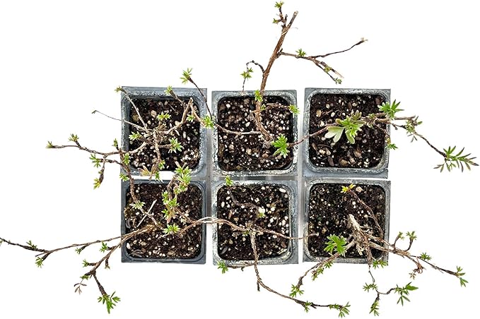 2 Goldfinger Potentilla – Compact Flowering Shrub with Golden Blooms for Borders, Accents & Containers (Potentilla fruticosa ‘Goldfinger’) in 3.5” Cubes, Live Plants