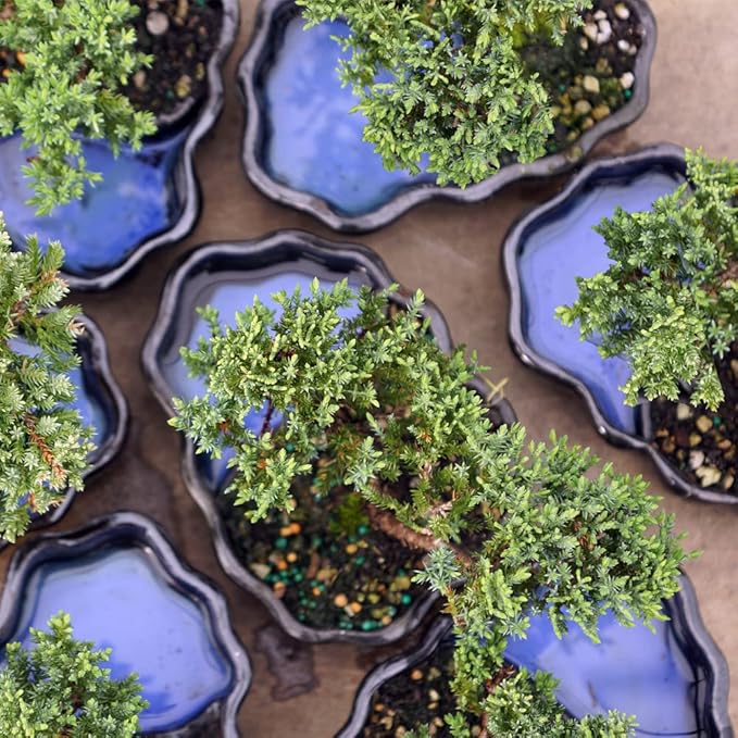 Brussel's Bonsai - Live Green Mound Juniper Bonsai Tree in Zen Reflections Pot, Outdoor Bonsai Tree Live Plant, 3 Years Old, 6-8 Inches Tall, Easy Care Bonsai for Patio Garden (Small)