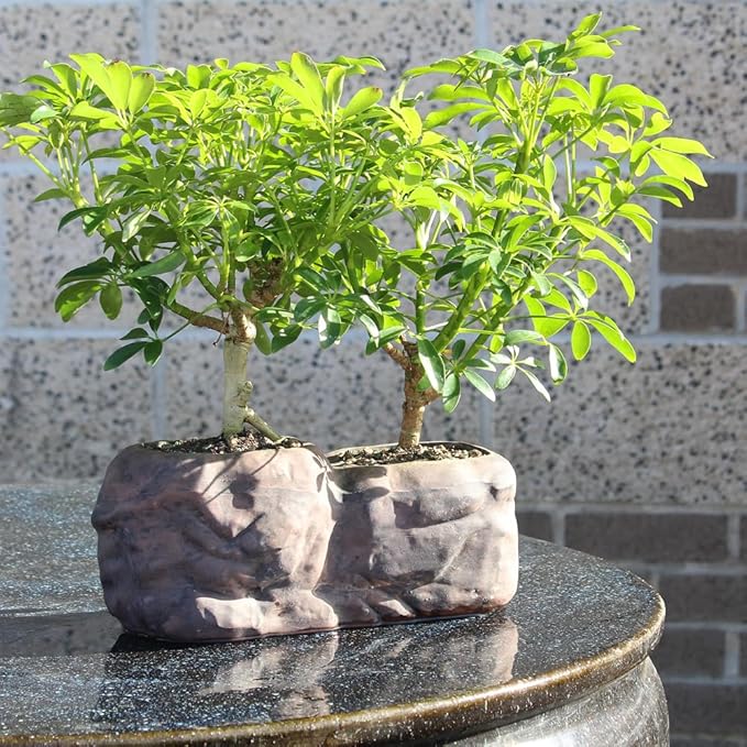 Brussel's Live Hawaiian Umbrella Indoor Bonsai Tree in Rock Pot (2 Pack) - 5 Years Old; 5" to 8" Tall