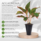 Aglaonema Plant Collection (4 Pack) Live Starter Plants, Rare Chinese Evergreen Houseplants, Indoor Tropical Plants Live, Easy Care Low Light Houseplants, Colorful Foliage Plants, Grower’s Choice