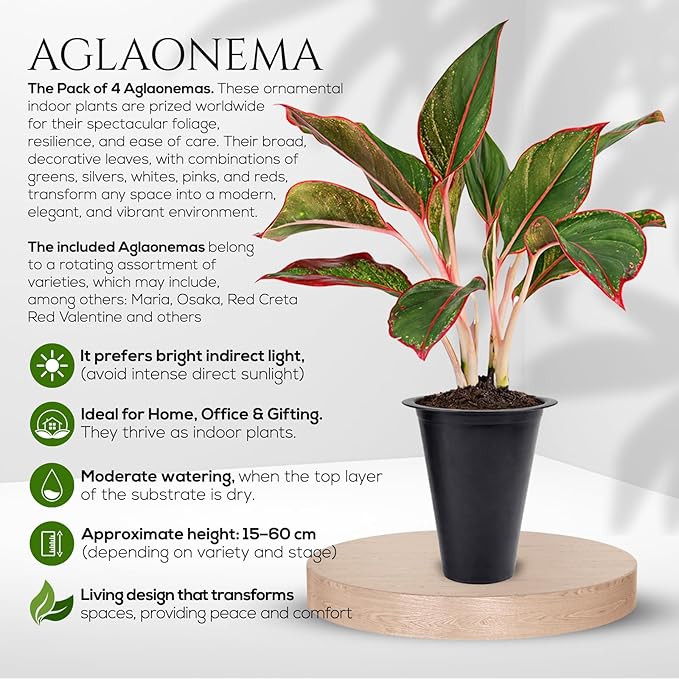 Aglaonema Plant Collection (4 Pack) Live Starter Plants, Rare Chinese Evergreen Houseplants, Indoor Tropical Plants Live, Easy Care Low Light Houseplants, Colorful Foliage Plants, Grower’s Choice