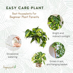 Hopewind Plnats Shop - Philodendron hederaceum Brasil, Rare Variety, Live Indoor Plant, 4 inch Pot