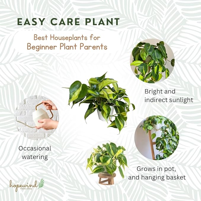 Hopewind Plnats Shop - Philodendron hederaceum Brasil, Rare Variety, Live Indoor Plant, 4 inch Pot