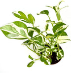 Live Pothos Plant Njoy - Easy to Care & Grow Vining Live Indoor Houseplant - Air Purifying Trailing Plant in Pot - Flowers for Home Office Room Decor & Gift (Heat Pack Included)