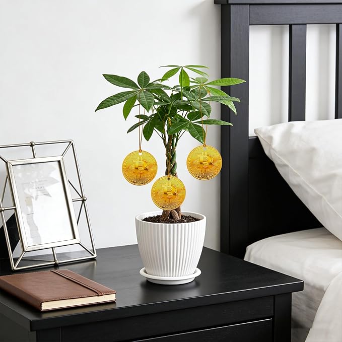 Money Tree Live Plants, Easy to Grow Indoor Houseplants in 4-Inch White Plastic Pot, with Decorative Card A