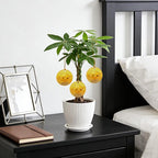 Money Tree Live Plants, Easy to Grow Indoor Houseplants in 4-Inch White Plastic Pot, with Decorative Card A