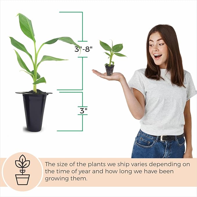 Banana Tree Gran Nain. Set of 4 Starter Live Plants (Gran Nain)