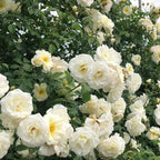 Fragrant Rose Plant Live Bush Shrub or Climbing, Old-Fashioned Roses Summer Rebloomer in 2.5 Inch Pot, Lanscape Rose Plant (Assorted) (White)