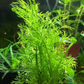 Heirloom Garden Water Sprite Ceratopteris Siliquosa Live Plant - Live Aquarium Plants Accessories, House Plants Indoors, Terrarium Kit, Perfect for Water Fish Tank Decorations, Green