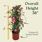 Dipladenia Plant Trellis - Live Tropical Flower Plant - Pretty Pink - Overall Height 36" - Tropical Plants of Florida