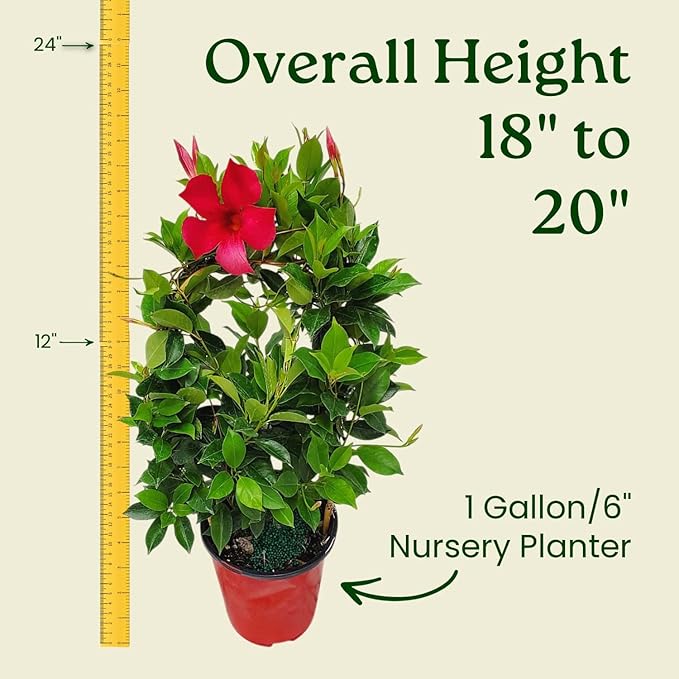 Pretty Red Live Dipladenia Plant - Live Flowering Plant - Trellis - 18" Hoop, 18" to 20" Overall Height - 1 Gallon Planter - Tropical Plants of Florida (Plant Only)