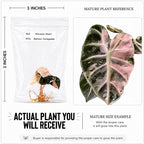 Rare Alocasia Heart Balloon Pink Variegated Tissue Culture, Live Plant Starter, Collectible Live Plants, Exotic Plants Live Houseplants