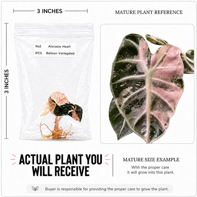 Rare Alocasia Heart Balloon Pink Variegated Tissue Culture, Live Plant Starter, Collectible Live Plants, Exotic Plants Live Houseplants