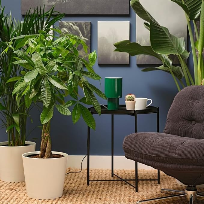 Money Tree 'Guiana Chestnut' Pachira Braid | Live Plant for Indoor & Outdoor | for Living Room, Office, Bathroom | (10" Pot)