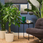 Money Tree 'Guiana Chestnut' Pachira Braid | Live Plant for Indoor & Outdoor | for Living Room, Office, Bathroom | (10" Pot)