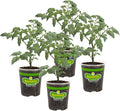 Bonnie Plants Patio Tomato, Live Plant, 19.3 oz., 4-Pack