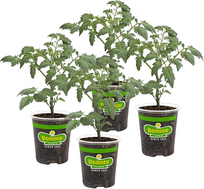 Bonnie Plants Patio Tomato, Live Plant, 19.3 oz., 4-Pack