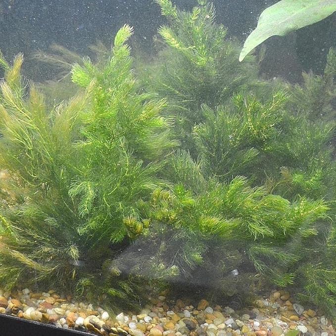 Marcus Fish Tanks Hornwort Ceratophyllum Live Aquarium Plant Planted Tank Beginner - Buy 2 G 1 F