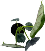 BubbleBlooms Alocasia Silver Dragon, Alocasia Baginda, Jewel Alocasia, Elephant Ear Silver Dragon in 2 inch Pot