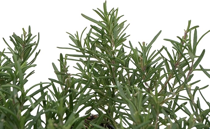 12 Tuscan Blue Rosemary, Live Plants – Rosmarinus Officinalis – Hardy & Fragrant Herb in 2.5” Nursery Pots – Grows Up to 5 Ft, Easy to Maintain, Great for Cooking, Landscaping & Aromatherapy