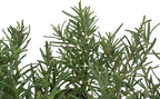 12 Tuscan Blue Rosemary, Live Plants – Rosmarinus Officinalis – Hardy & Fragrant Herb in 2.5” Nursery Pots – Grows Up to 5 Ft, Easy to Maintain, Great for Cooking, Landscaping & Aromatherapy
