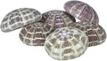 Alfonso Sea Urchins Shells for Air Plants - 6 Alphonse (2-3") Sea Urchin Shells - Hanging Air Plant Holder - Air Plants Live Holders - Air Plant Pot - No Plants Included