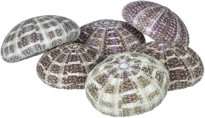 Alfonso Sea Urchins Shells for Air Plants - 6 Alphonse (2-3") Sea Urchin Shells - Hanging Air Plant Holder - Air Plants Live Holders - Air Plant Pot - No Plants Included