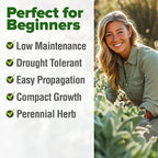 HOME GROWN White Sage Seeds 646 Pack Heirloom Seeds - Grow Aromatic Sage Plants for Your Herb Seeds Garden with Sage for Planting Outdoor or Indoor (Salvia apiana)