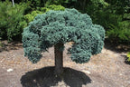 RedCrocus Blue Star Juniper- Compact Evergreen Conifer for Landscapes, Rock Gardens & Containers, Hardy in Zones 4-8, Drought-Tolerant, Pet-Safe 3 Gallon