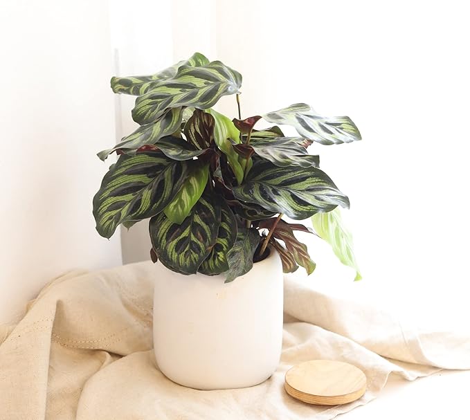 Calathea Makoyana Peacock (4'' Grower Pot) - Air Purifying and Live Healthy Houseplant - Easy to Grow, Easy to Care Indoor Houseplant