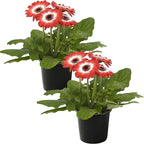 Live Flowering Gerbera Daisies - Red and White Bicolor (2 Plants Per Pack), Beautiful Spring Flowers, 12" Tall by 5" Wide in 1 Qt Pot