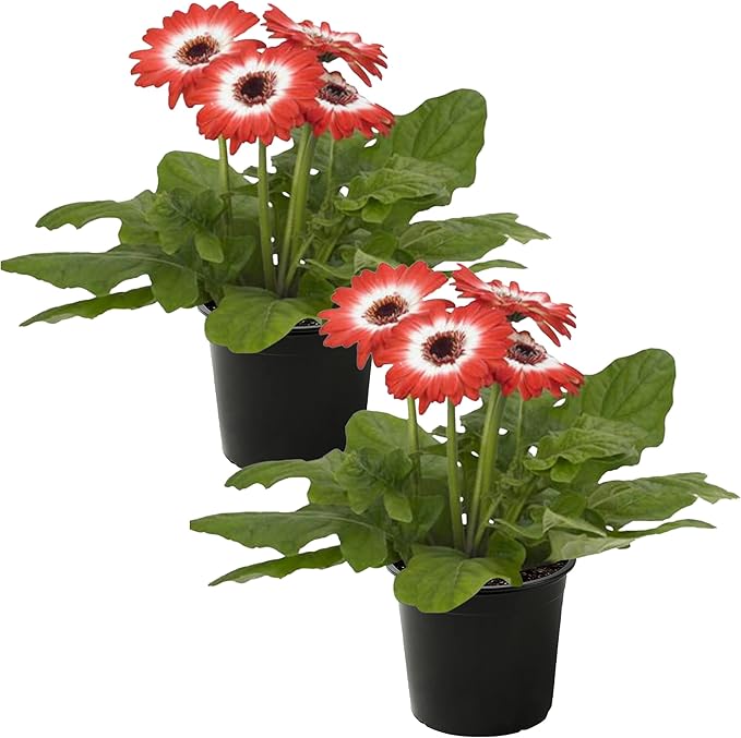 Live Flowering Gerbera Daisies - Red and White Bicolor (2 Plants Per Pack), Beautiful Spring Flowers, 12" Tall by 5" Wide in 1 Qt Pot