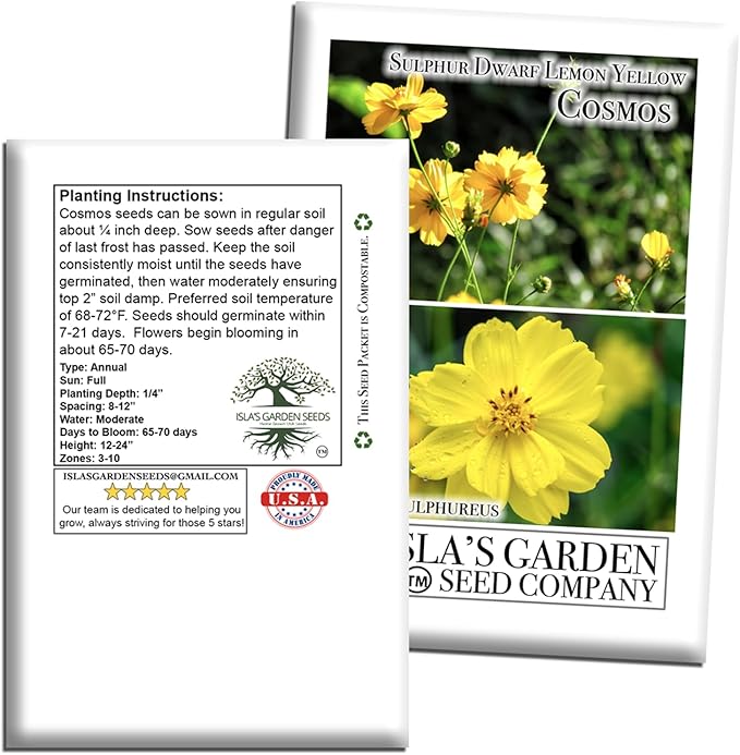 Lemon Yellow Sulphur Dwarf Cosmos Seeds (Cosmos sulphureus) – 100+ Heirloom Non-GMO Seeds by Isla’s Garden Seeds, Soft Yellow Compact Blooms, Pollinator-Friendly Summer Flowers for Beds & Containers